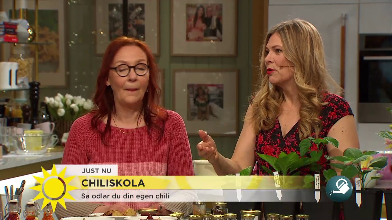 Så odlar du din egen chili - Nyhetsmorgon (TV4)