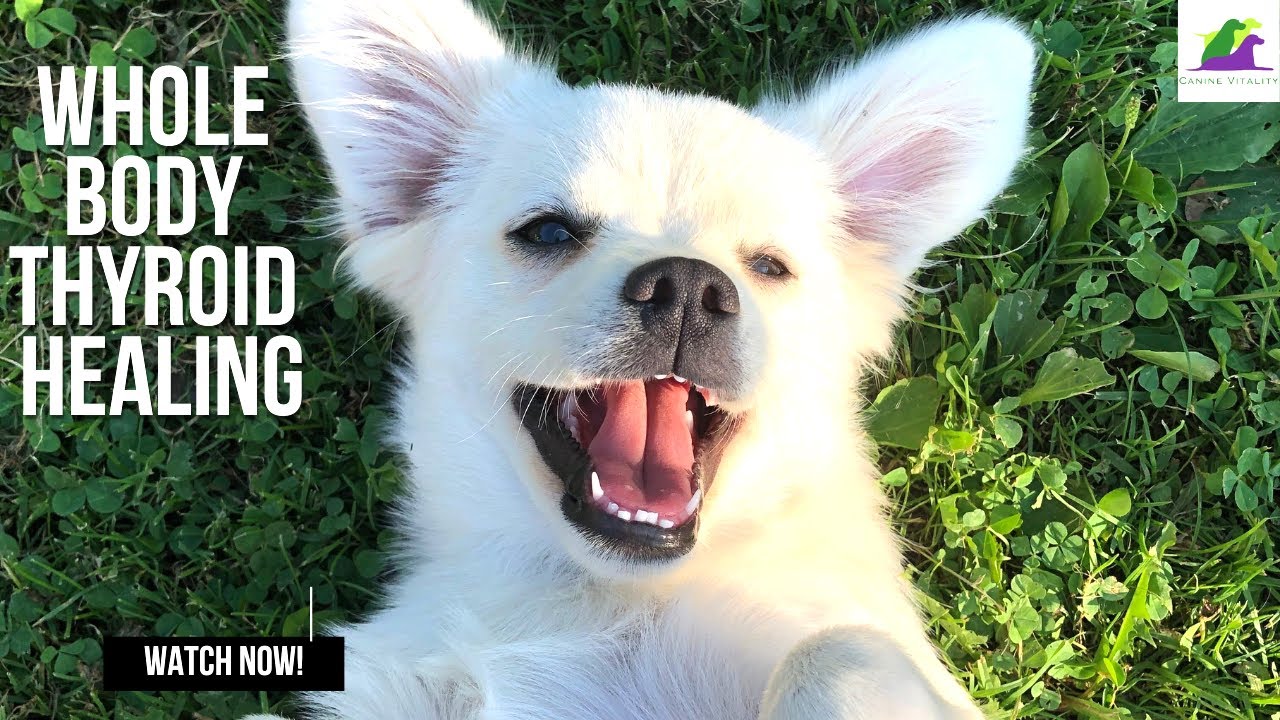 Your Dogs Thyroid Isn't the Problem.....this is!!!