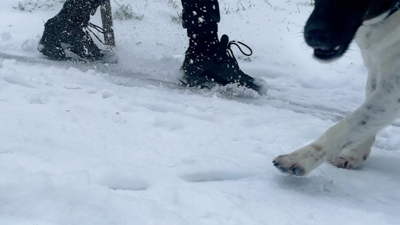 Asmr sliding on an icy slope with dog