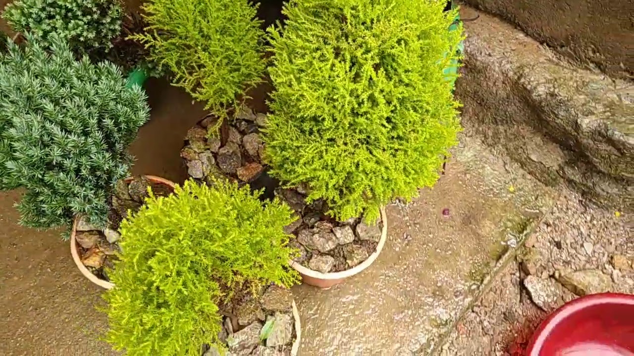 Varieties of pine...