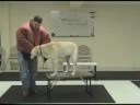 Aggressive dog training and aggression rehab tips (www.k9-1.com)