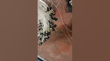 cara membuat jerat burung sintar,belibis,dan ruak