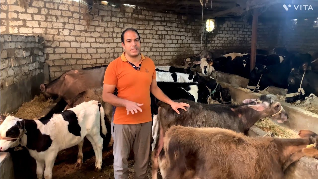 شغل اليومي في المزرعة | مشروع حيواني ولا وظيفة ؟