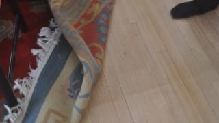 How (And How Not) to Remove Carpet Padding From Hardwood Floors •  Accidentally Green