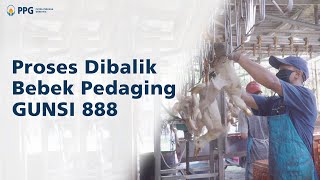 Proses Dibalik Bebek Pedaging GUNSI 888