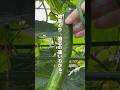 きゅうりの脇芽とりと摘芯の違い🥒 #家庭菜園 #youtubeshorts #ガーデニング #きゅうり栽培