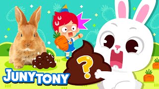 Los Conejos Comen Su Caca? Curiosidades Sobre Conejos Junytony En Español