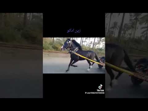 رهوين اسكندريه وحش ادكو اسكندريه