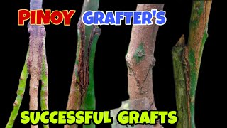 How to graft fruit trees? SUCCESSFUL GRAFTING (CHANNEL TRAILER)