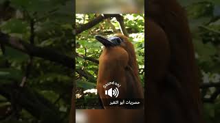 نتحاماو عليه نوطيواه؟؟ هههه