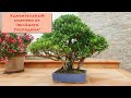 Плоды фикуса бонсай. Бонсай фикус ретуса &quot;Зеленый Господин&quot; приносит плоды! Bonsai Banyan Ficus