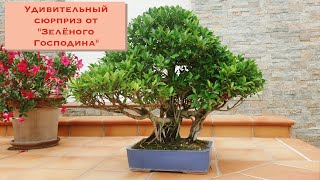 Плоды фикуса бонсай. Бонсай фикус ретуса &quot;Зеленый Господин&quot; приносит плоды! Bonsai Banyan Ficus