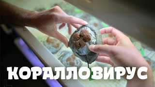 Коралловирус - Миссия по восстановлению кораллов.VOA - Голос Америки.