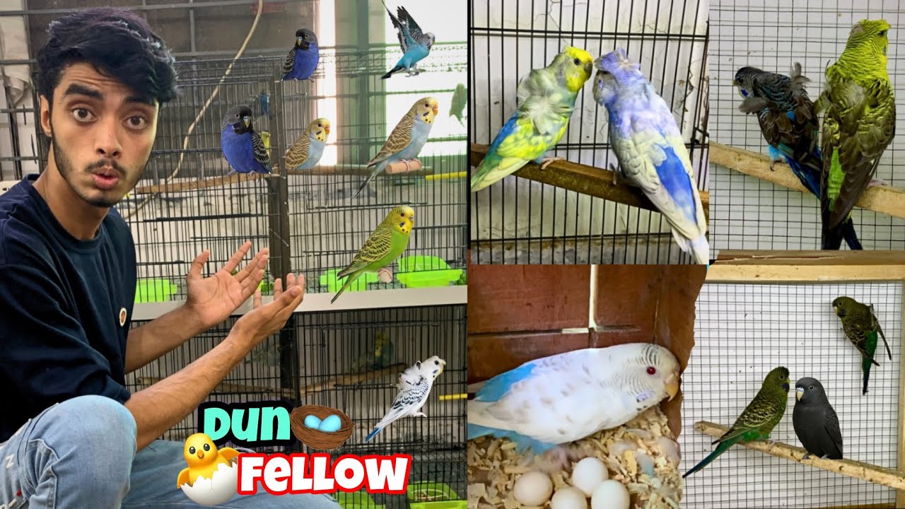 Wow🥳 Dun fellow budgies ne 5 eggs de diye|Blackwing hogo budgies ne b egg de diye🪺