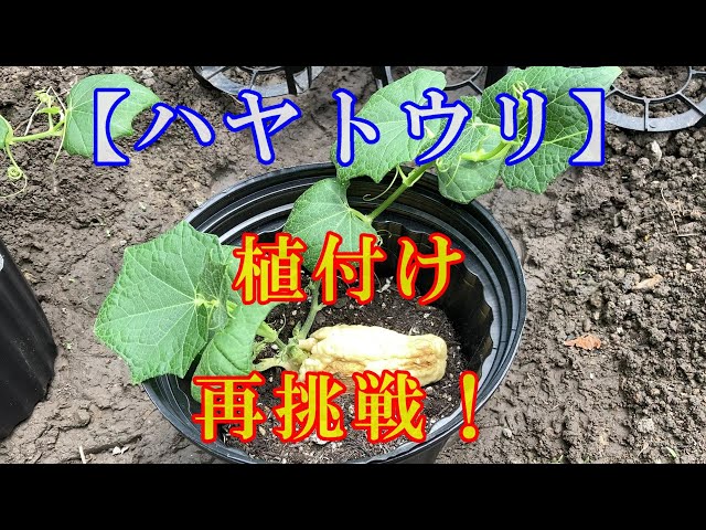 ハヤトウリ】植付け 再挑戦！ - YouTube
