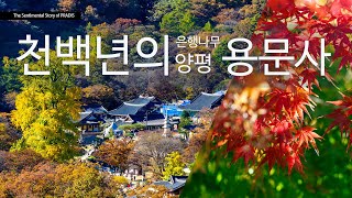 가장 오래된 천년의 은행나무 양평 용문사 #경기도가볼만한곳 #양평여행 #가을여행