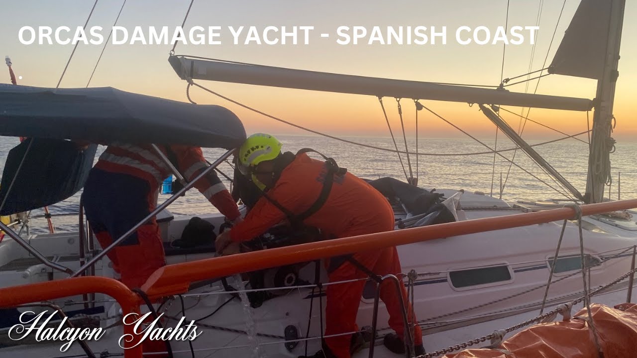 Orcas Damage Yacht off the Spanish Coast. They nearly sank the boat! 