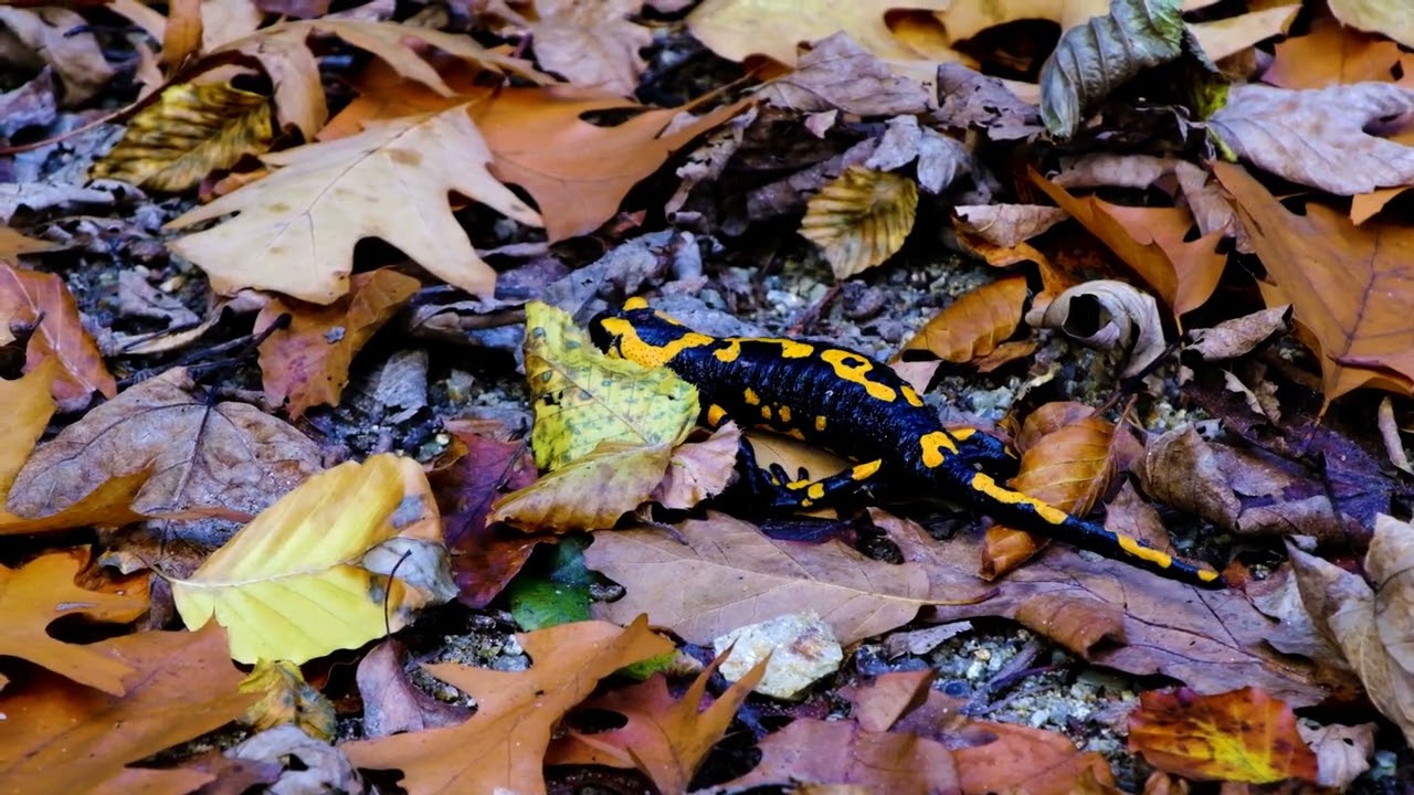 Are Salamanders Amphibians or Reptiles?  Nature's Wonders