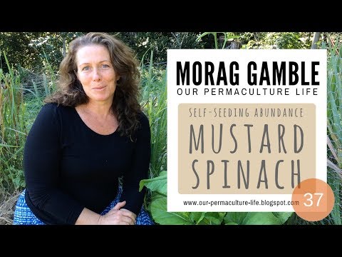 Mustard Spinach - Self-Seeding Abundance