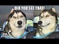 Husky TALKS To Something We CAN’T SEE Outside Car!
