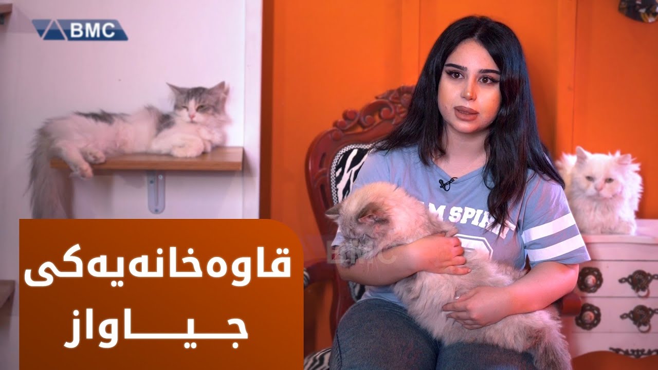 شۆک.. چوون بۆ کافتریای پشیلەکان لە سلێمانی؟