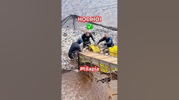 @carophivietnam ✅ Cách thu hoạch Cá Rô Phi nhanh gọn của nông dân Brazil cần học hỏi! #cárôphi