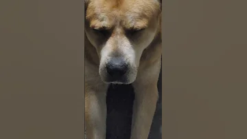 My Cane Corso Great Pyrenees Mix 