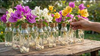 Roots grow like crazy! A little-known secret to propagating bougainvillea.