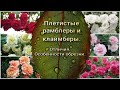 Плетистые рамблеры и клаймберы. Отличия. Особенности обрезки. Питомник растений Е. Иващенко