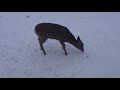 05 Jan 24  Lone deer eating Cortland Apples