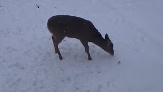 05 Jan 24  Lone Deer Eating Cortland Apples