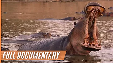 Close up with the Hippos - Spectacular Footage of the African Landscape | Full Documentary