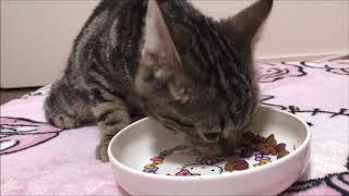 子猫がカリカリを食べるときの咀嚼音がたまらない件