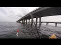 Chesapeake Bay Bridge Tunnel Fishing September 2015. Spadefish, Shark, ++ more