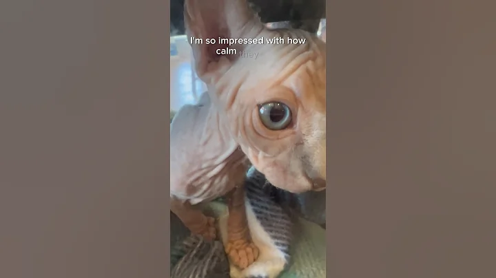 Watch the video about #sphynx kittens first vaccine