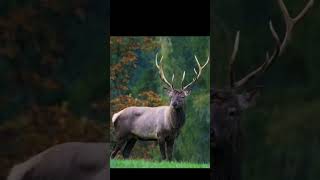 Deer  viralshortsvideodeerafricanwildlife deer viralvideo