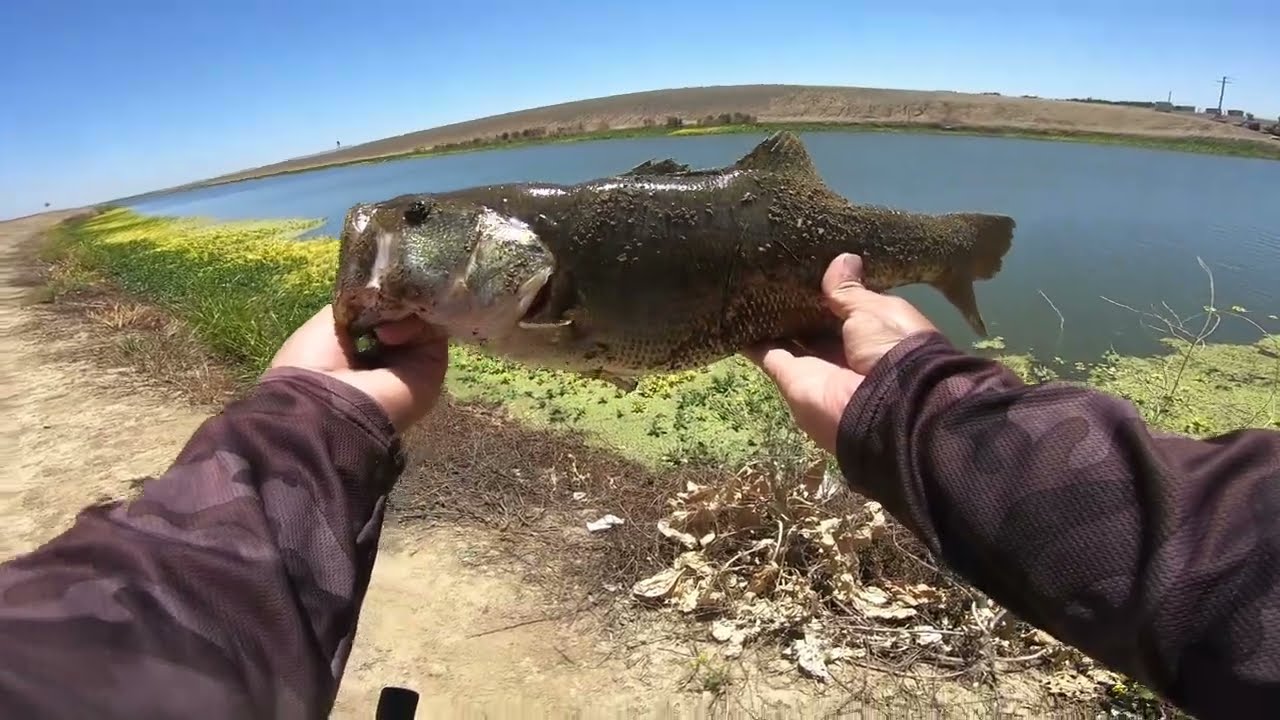 Big Bass eats the Frog