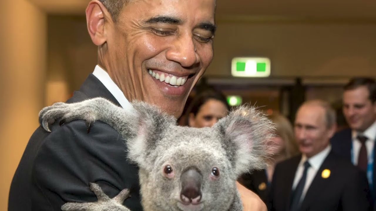 Koalas Adorables y Misteriosos Descubre la Vida de los Koalas en su