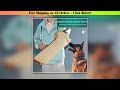 dog training bite sleeve Canine target canvas hard-shell protective gear made of cowhide with