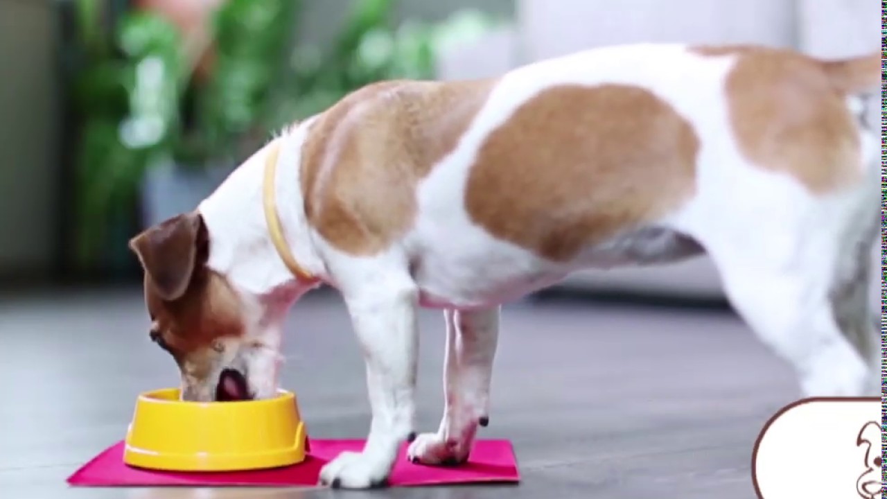 корм для джек рассел терьера. питание щенка джек рассел терьера. питание щенка джек рассел терьера. корм для собак джек рассел терьер. таблица кормления джек рассел терьера.