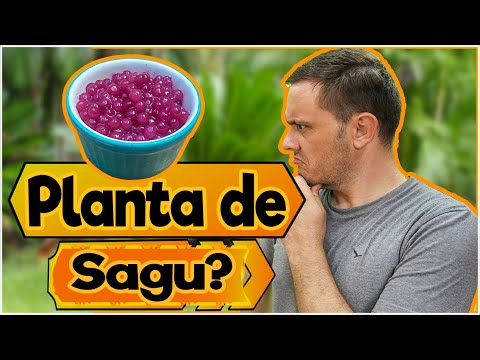 Vídeo: Que Tipo De Sagu Sagu