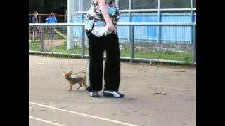 Airy Arabeska Ch Brown Sugar