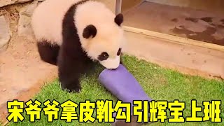 Huibao  who was active at work  suddenly went on strike and stayed inside only wanted to eat bamboo by 旺仔说动物 985 views 6 days ago 30 minutes