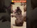 もう限界?!大人たちのエサ争いに巻き込まれた赤ちゃんの呆れ顔 monpai monyet Baby monkey #babymonkey