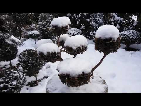 ბონსაი  ბზა. Bonsai  buxus