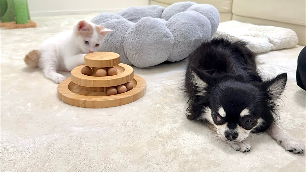子猫と仲良くなりたくてはるばる会いに来たのに無視され続けた犬がこう
