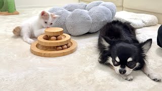 子猫と仲良くなりたくてはるばる会いに来たのに無視され続けた犬がこうなっちゃいました…