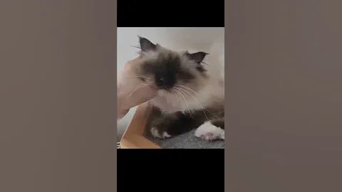 Watch the video about Birman cat purring #music #cute #splendid #splendidly