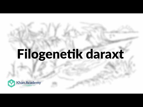 Filogenetik daraxt | Evolyutsiya va filogenetik daraxt | Biologiya