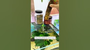 Kệ đặt góc bể cá đa năng vừa đẹp vừa tiết kiệm diện tích #aquatic #shorts